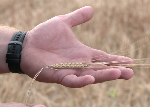 На Рівненщині жнива: аграрії розповіли, чи вплинула спека на врожай (ВІДЕО)